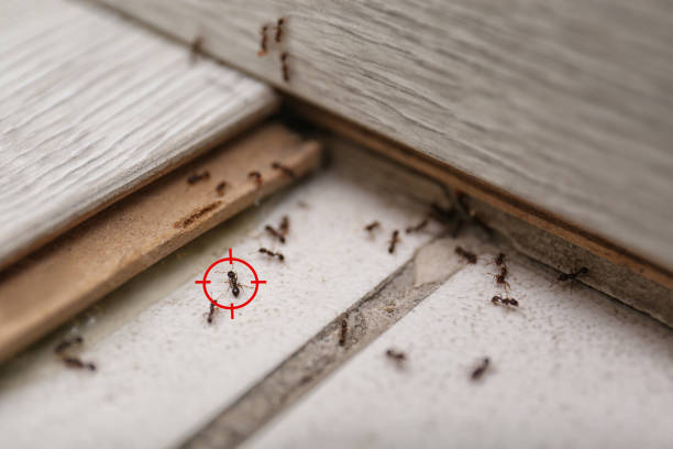  Eufaula, OK Pest Control Pros